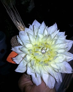 Dalhia Rustic Boutonniere