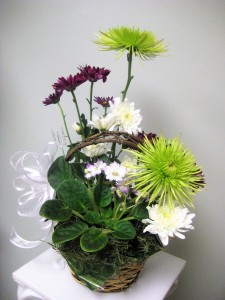 Plant and Flower Arrangement