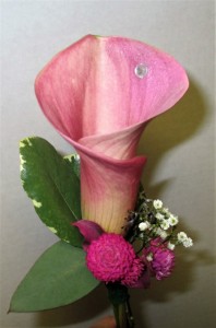 Pink Calla Lily